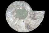 Agatized Ammonite Fossil (Half) - Crystal Chambers #103106-1